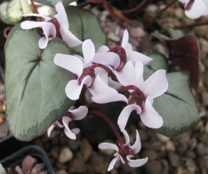 Cyclamen coum 'Maurice Dryden' (deliver Sept to October)